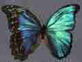 Morpho menelaus gynandromorph (118) (Internet Image property of respective owner, non-commercial use only)